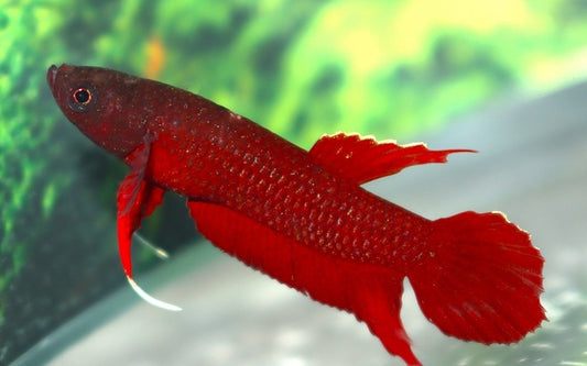 Betta api api – Wildfang (nur Männchen) | Seltener Kampffisch mit blauen Flossen und natürlichem Verhalten