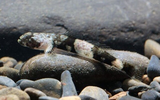 Tiger-Gobie – Schismatogobius ampluvinculus | Seltener Wildfang mit markanter Tigerzeichnung & natürlichem Verhalten