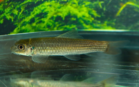 Rotschwanz-Prachtsaugbarbe – Garra panitvongi | Seltene Wildfang-Saugbarbe mit intensiv rotem Schwanz
