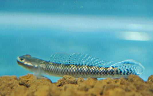 Blaue Neongrundel – Stiphodon atropurpureus | Farbenprächtiger Wildfang mit intensivem Blauglanz & friedlichem Wesen