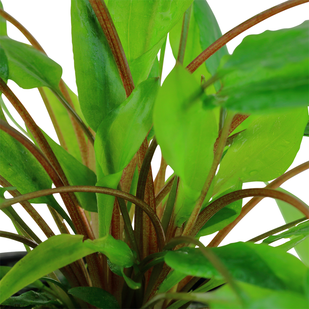 Cryptocoryne wendtii 'Green' (Topf)