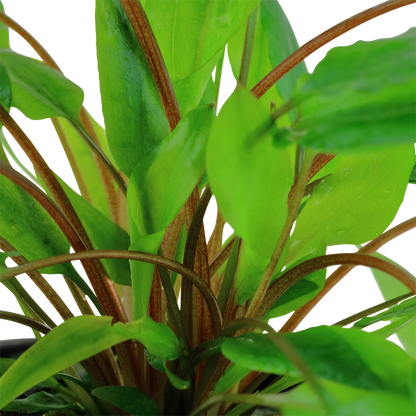 Cryptocoryne wendtii 'Green' (Topf)