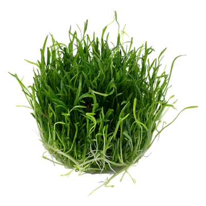 Lilaeopsis brasiliensis