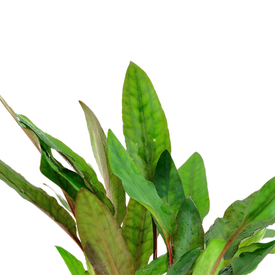 Cryptocoryne beckettii 'Petchii' im Topf