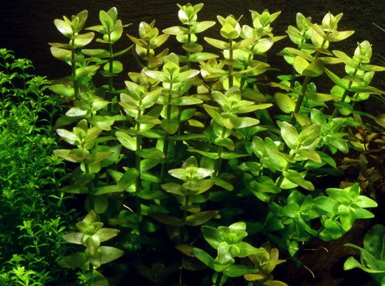 Bacopa carolinienne