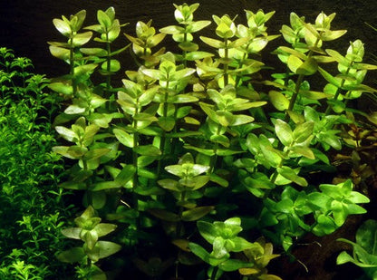 Bacopa carolinienne