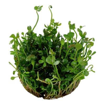 Marsilea hirsuta
