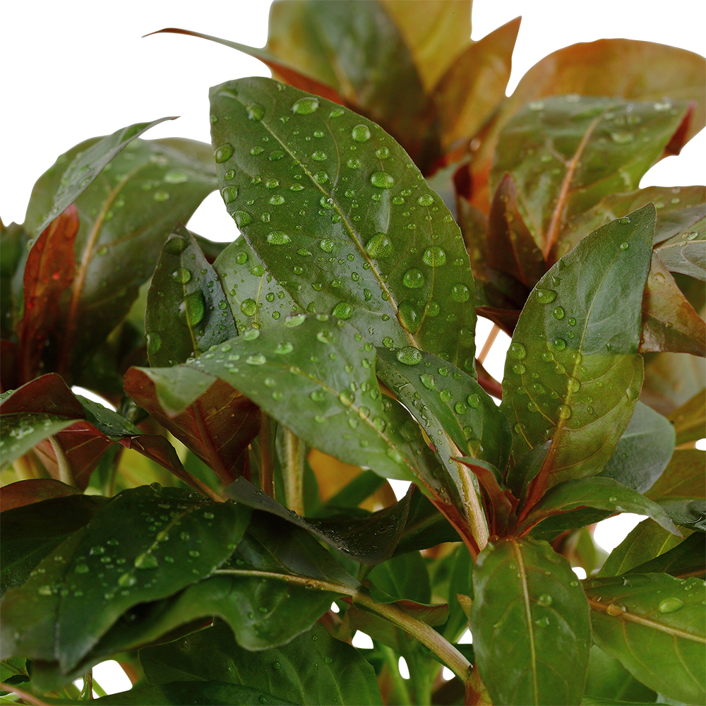 Ludwigia glandulosa (Topf)