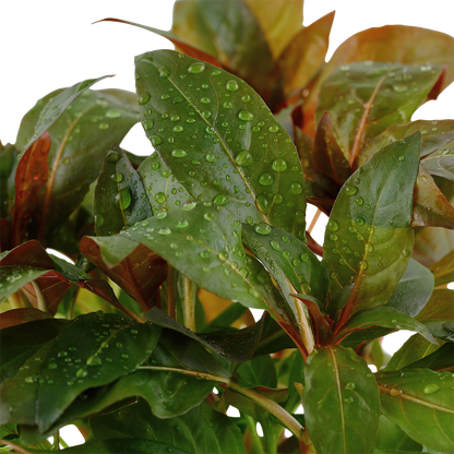Ludwigia glandulosa (Topf)