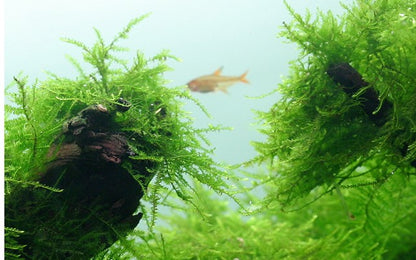 Taxiphyllum barbieri 'Bogor Moss' Portion