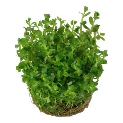 Rotala indica 'Bonsai'