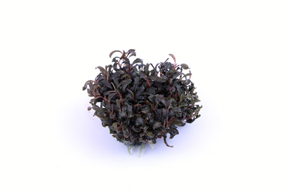 Bucephalandra 'Kedagang'