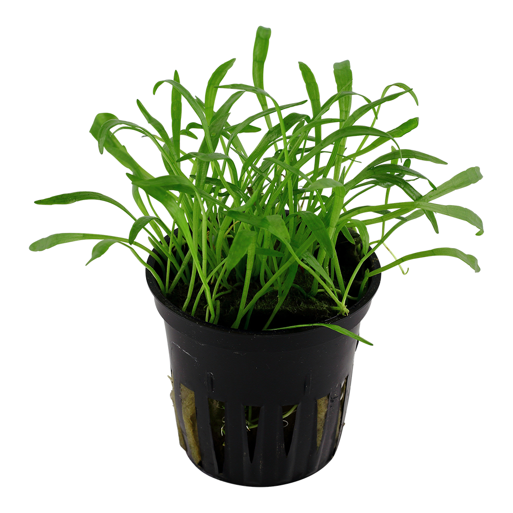 Lilaeopsis brasiliensis (Topf)