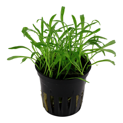 Lilaeopsis brasiliensis (Topf)