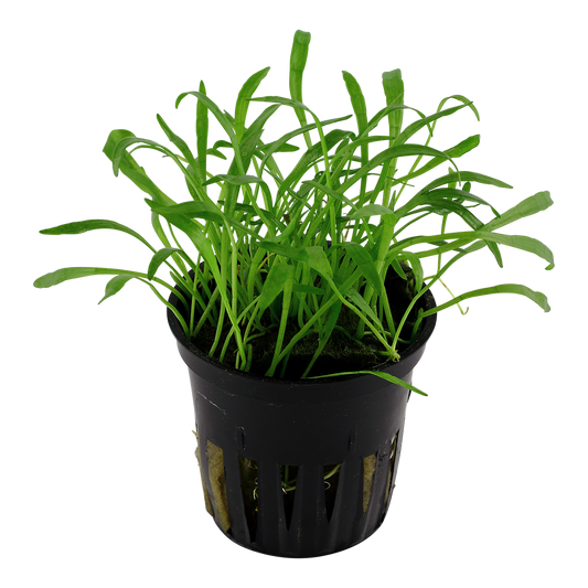 Lilaeopsis brasiliensis (Topf)