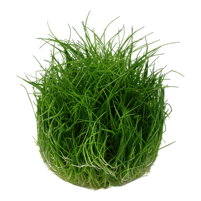 Eleocharis pusilla 'Mini'