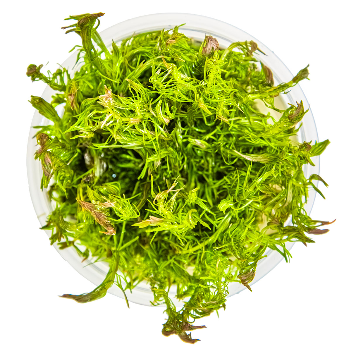 Rotala wallichii