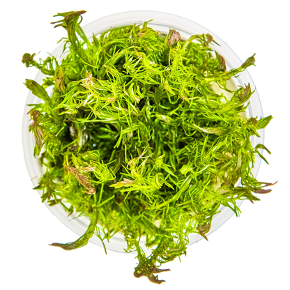 Rotala wallichii