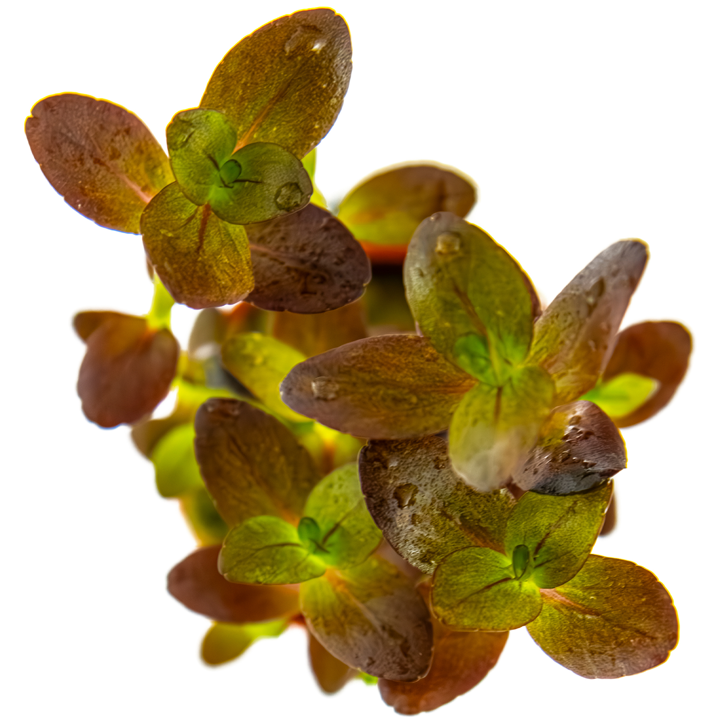 Bacopa salzmanni 'Purple' (Topf)