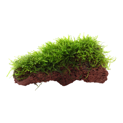 Taxiphyllum barbieri 'Bogor Moss' auf Lavastein