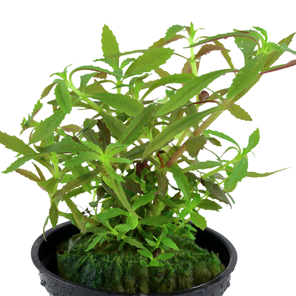 Limnophila hippuridoides (Topf)