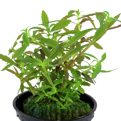 Limnophila hippuridoides (Topf)