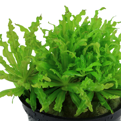Pogostemon Helferi