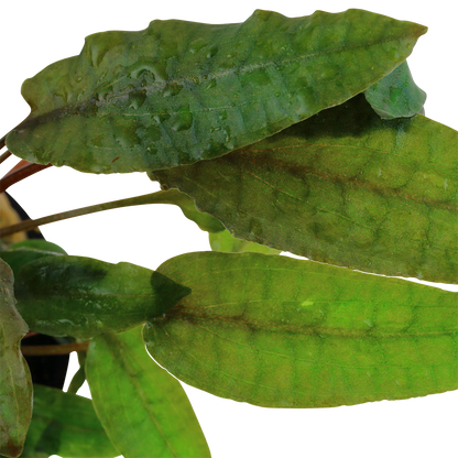 Cryptocoryne wendtii 'Tropica' (Topf)
