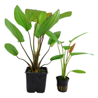 Echinodorus x barthii XL