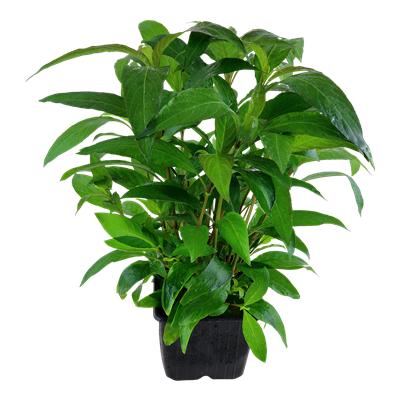 Hygrophila corymbosa 'Stricta' XL