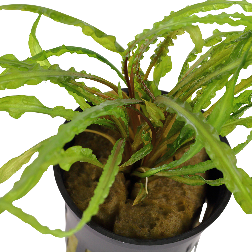 Cryptocoryne crispatula (Topf)