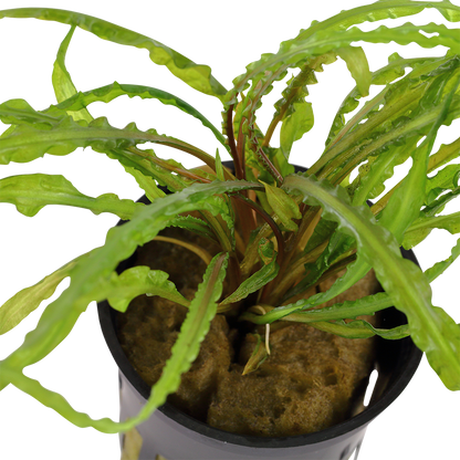 Cryptocoryne crispatula (Topf)
