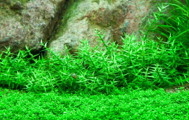 Gratiola viscidula