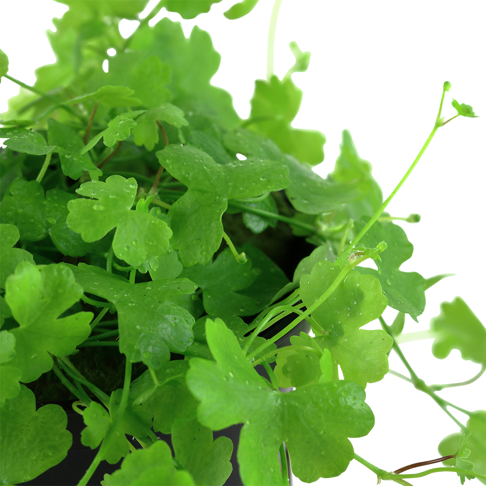 Hydrocotyle tripartita (Topf)