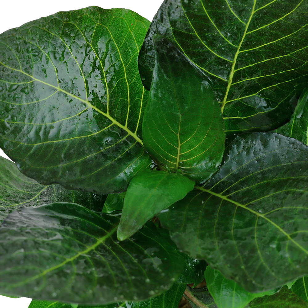 Hygrophila corymbosa 'Compact' (Topf)