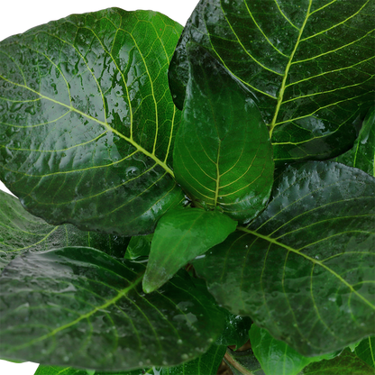 Hygrophila corymbosa 'Compact' (Topf)