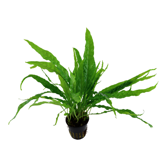 Microsorum pteropus (Topf)