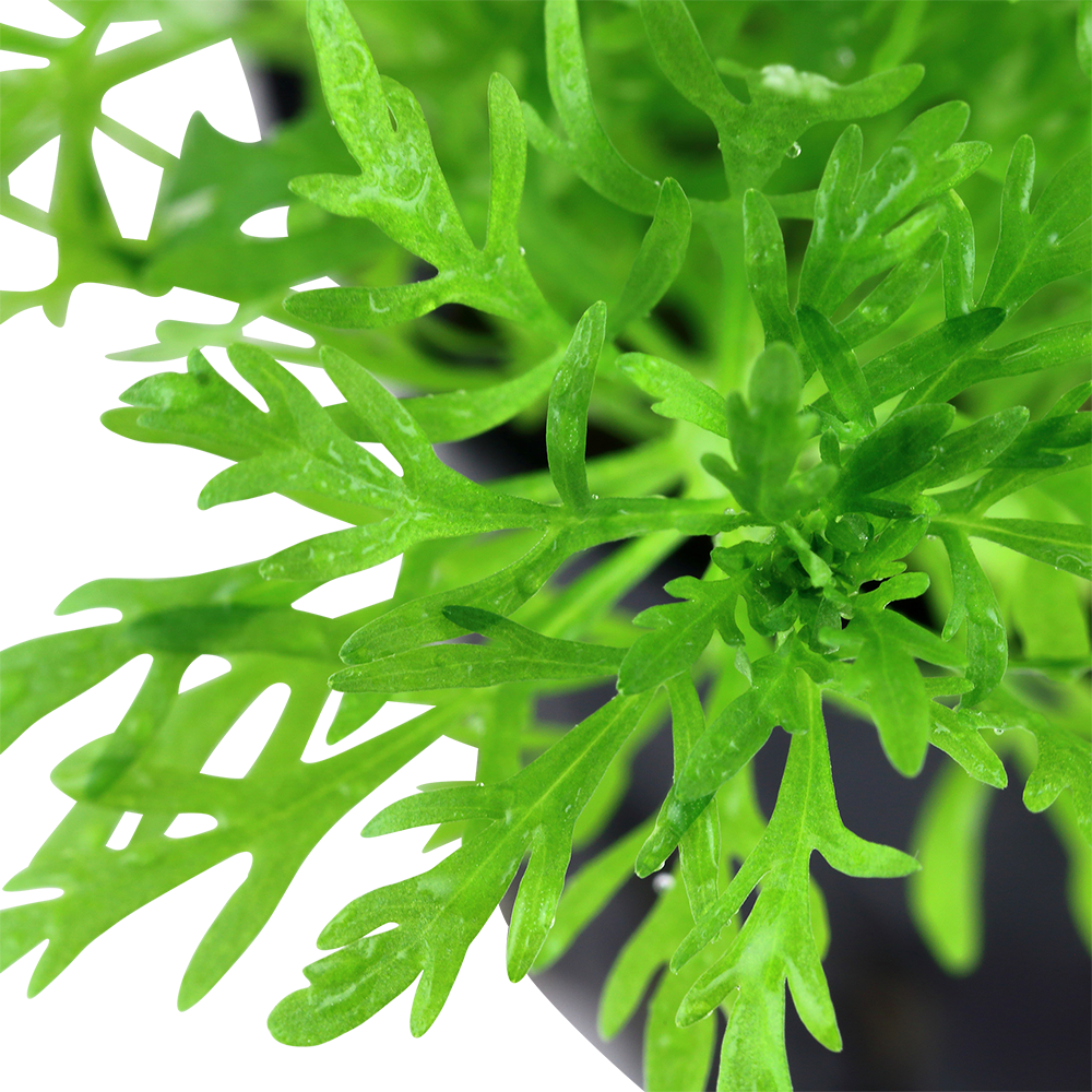 Limnophila aquatica (Topf)
