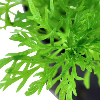 Limnophila aquatica (Topf)