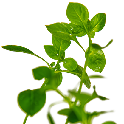 Ludwigia palustris 'Green' (Topf)