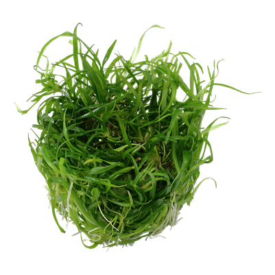 Helanthium tenellum 'Green'