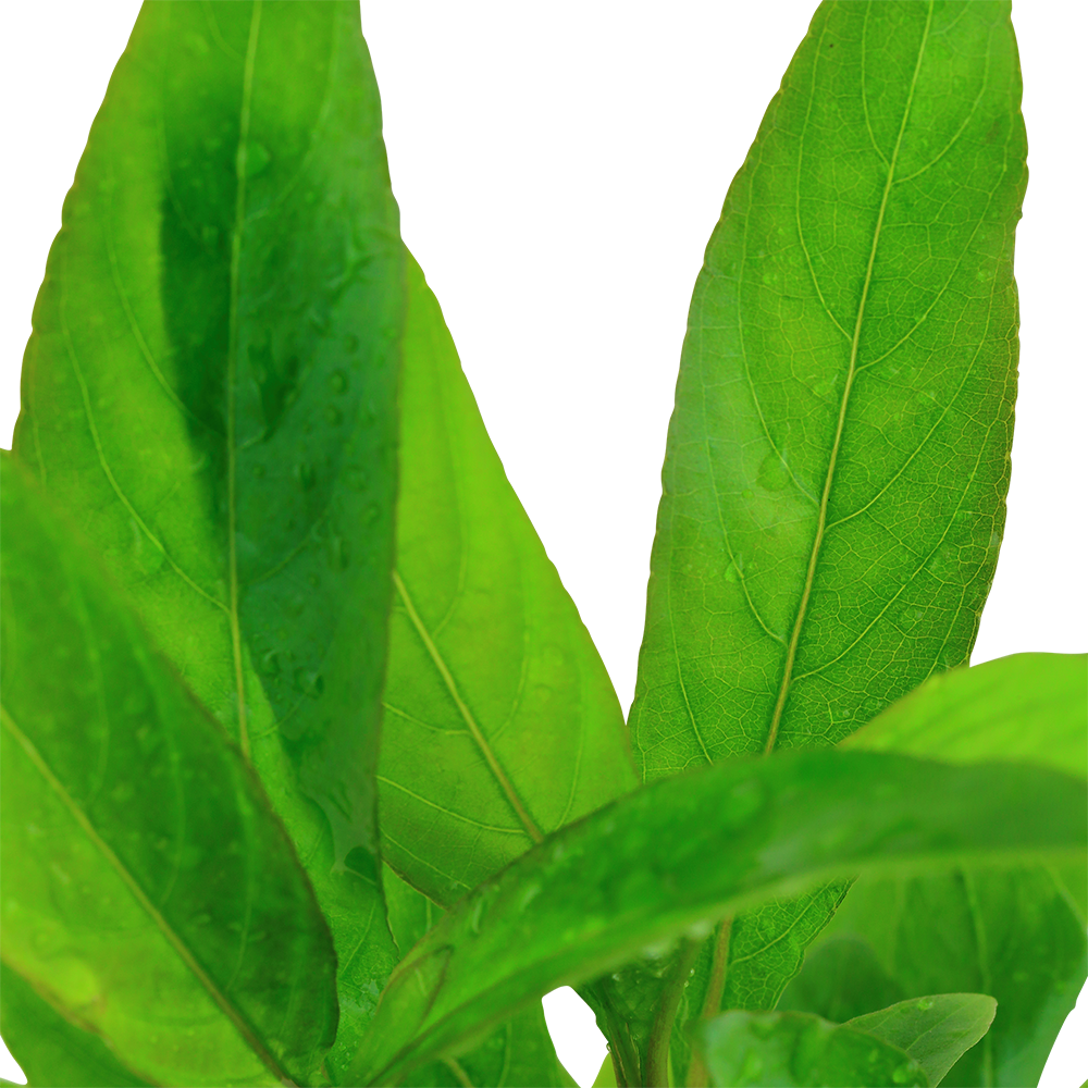 Hygrophila corymbosa 'Stricta' (Topf)