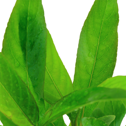 Hygrophila corymbosa 'Stricta' (Topf)