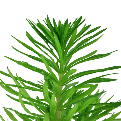 Pogostemon deccanensis (Topf)