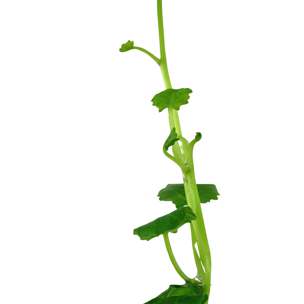 Cardamine lyrata (Topf)