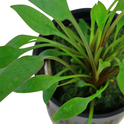 Cryptocoryne x willisii (Topf)