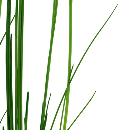 Eleocharis montevidensis in a pot