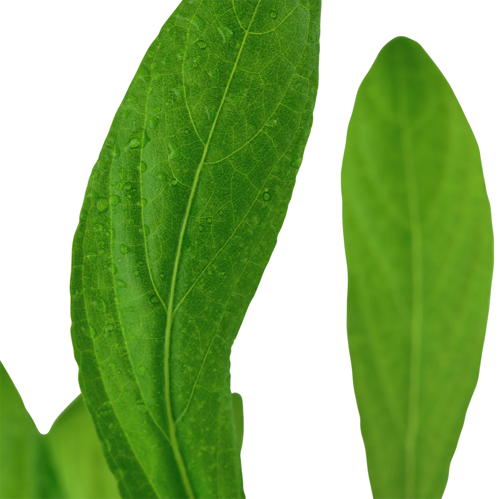 Hygrophila costata (Topf)