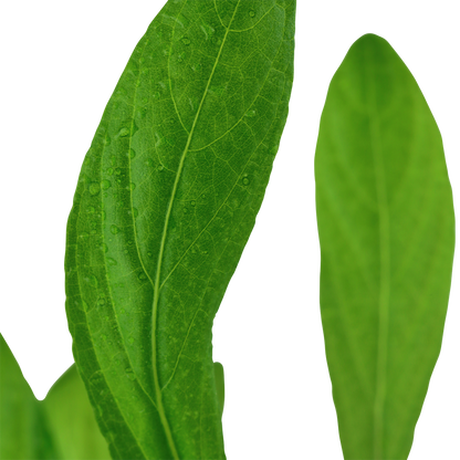 Hygrophila costata (Topf)