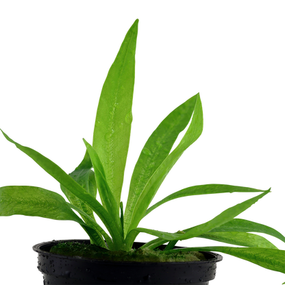 Helanthium bolivianum 'Quadricostatus' (Topf)